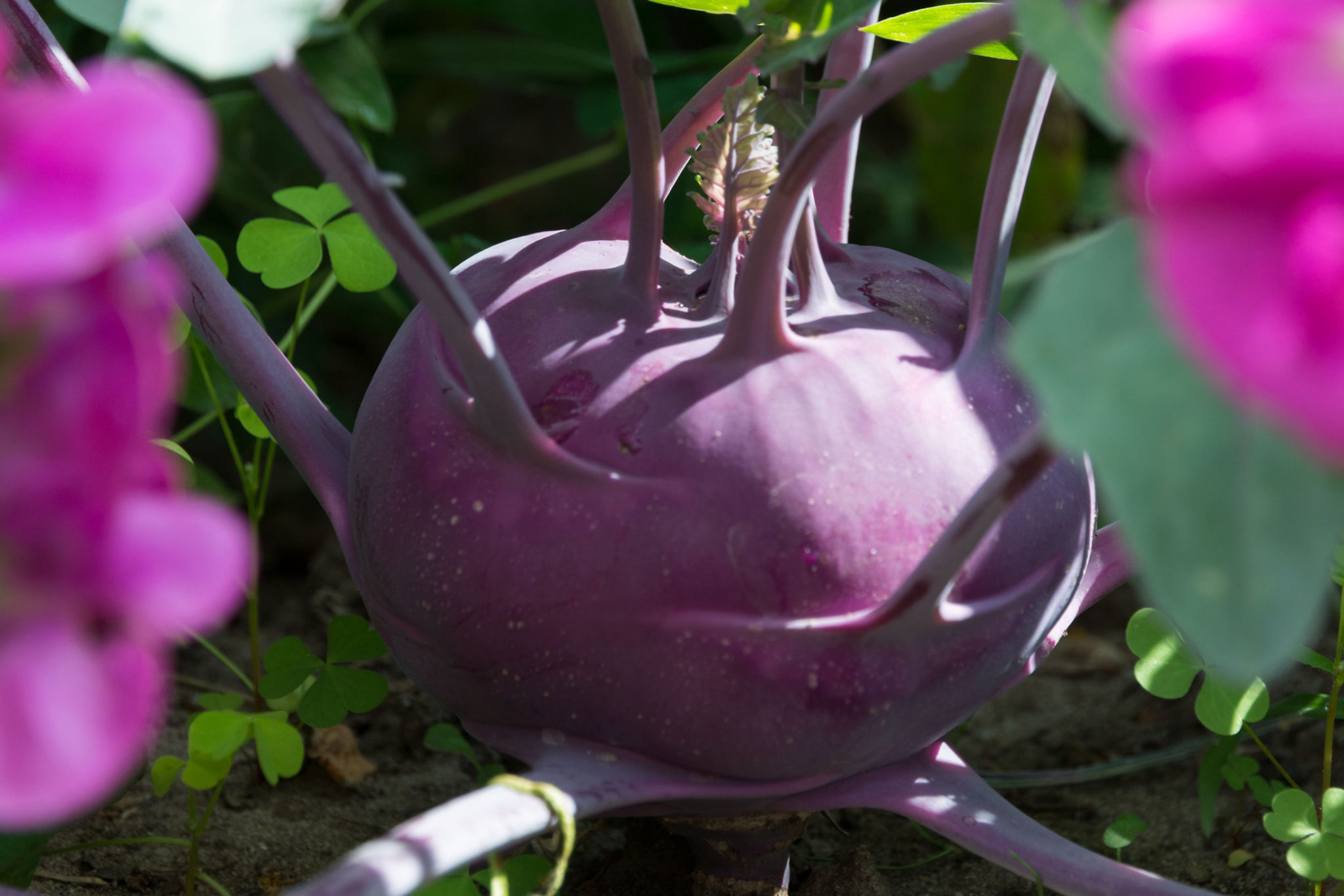 Kohlrabi anbauen - pflanzen, pflegen und ernten - Gern im Garten